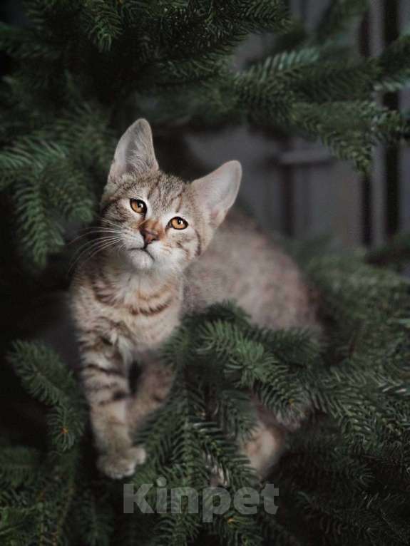 Кошки в Москве: Пиксибоб котята Мальчик, 50 000 руб. - фото 1