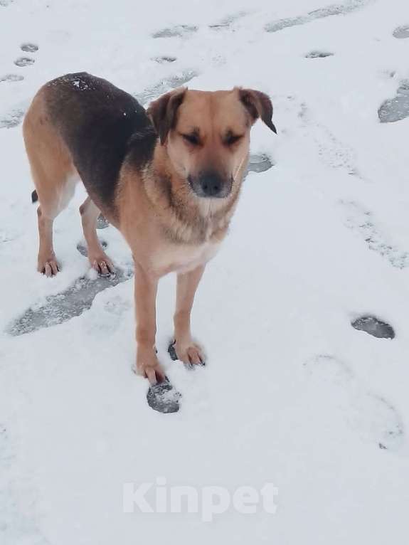 Собаки в Москве: БЕЛОЧКА Девочка, Бесплатно - фото 2