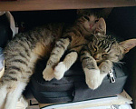 Кошки в Москве: Котята девочки в добрые руки Девочка, Бесплатно - фото 3