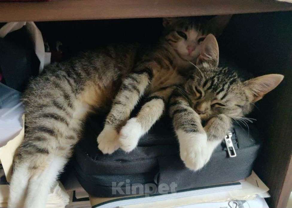 Кошки в Москве: Котята девочки в добрые руки Девочка, Бесплатно - фото 3