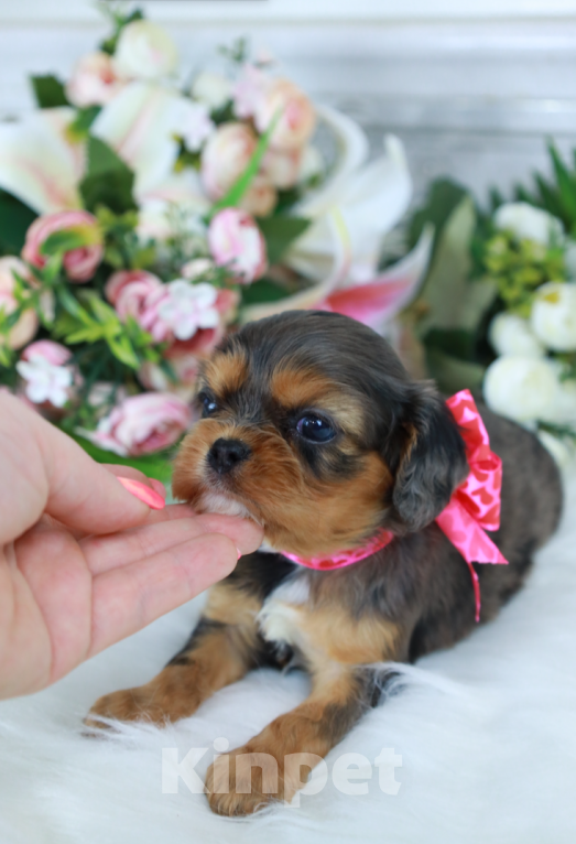 Собаки в Москве: Доступна для бронирования очаровательная малышка кавалер кинг чарльз спаниеля! Девочка, Бесплатно - фото 3