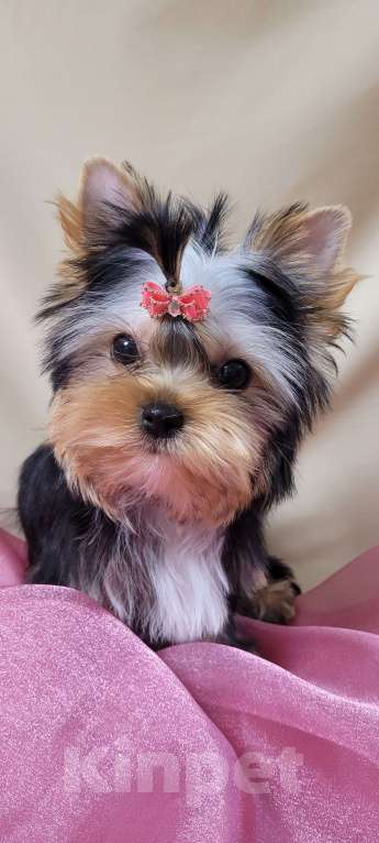 Собаки в Иркутске: Щенки йоркширского терьера  Девочка, 50 000 руб. - фото 2
