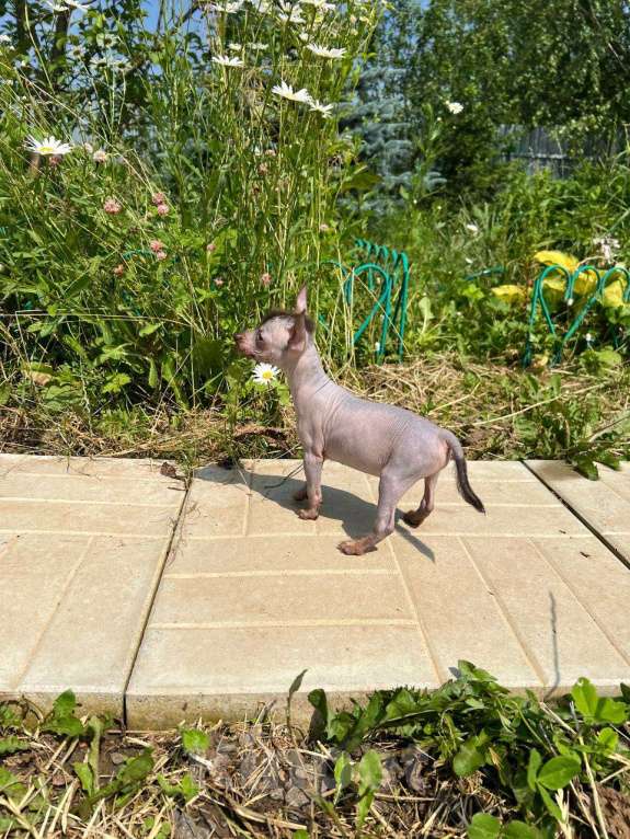 Собаки в Москве: Щенок ксолоитцкуинтли миниатюра, девочки  Девочка, 40 000 руб. - фото 3