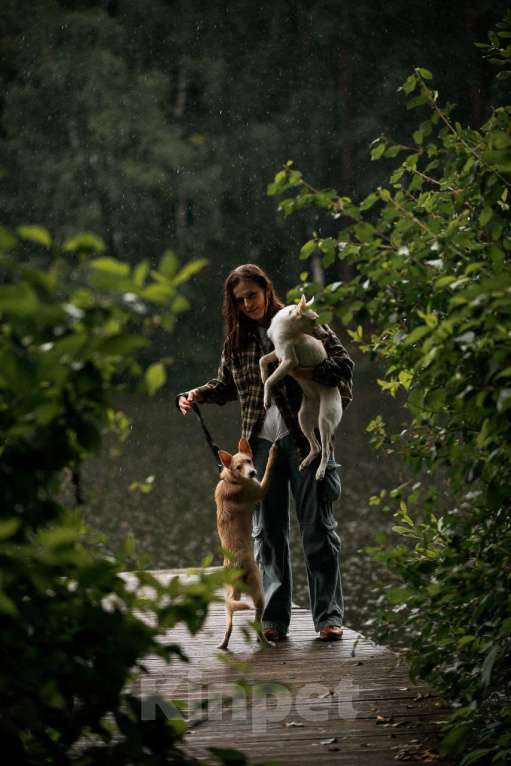 Собаки в Москве: Ищет дом маленькая белая собака Плам (Пломбирка) Девочка, Бесплатно - фото 7