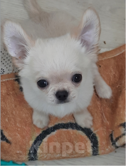 Собаки в Москве: мальчик чихуахуа светлого окраса Мальчик, 20 000 руб. - фото 2