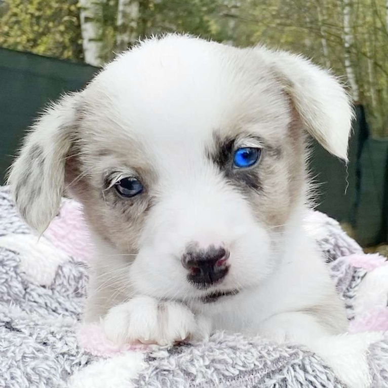 Собаки в Москве: Щенки вельш-корги кардиган Мальчик, Бесплатно - фото 1