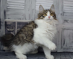 Кошки в Егорьевске: Курильский бобтейл Мальчик, 35 000 руб. - фото 3