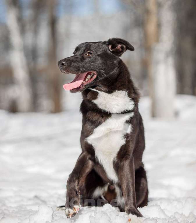 Собаки в Москве: Коржик Мальчик, Бесплатно - фото 3