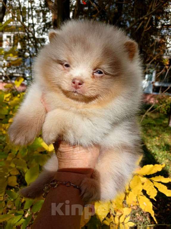 Собаки в Нижнем Новгороде: красавец лиловый мерль. глаза ГОЛУБЫЕ Мальчик, Бесплатно - фото 2