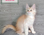 Кошки в Железногорске: Котята мейн кун Девочка, 50 000 руб. - фото 4