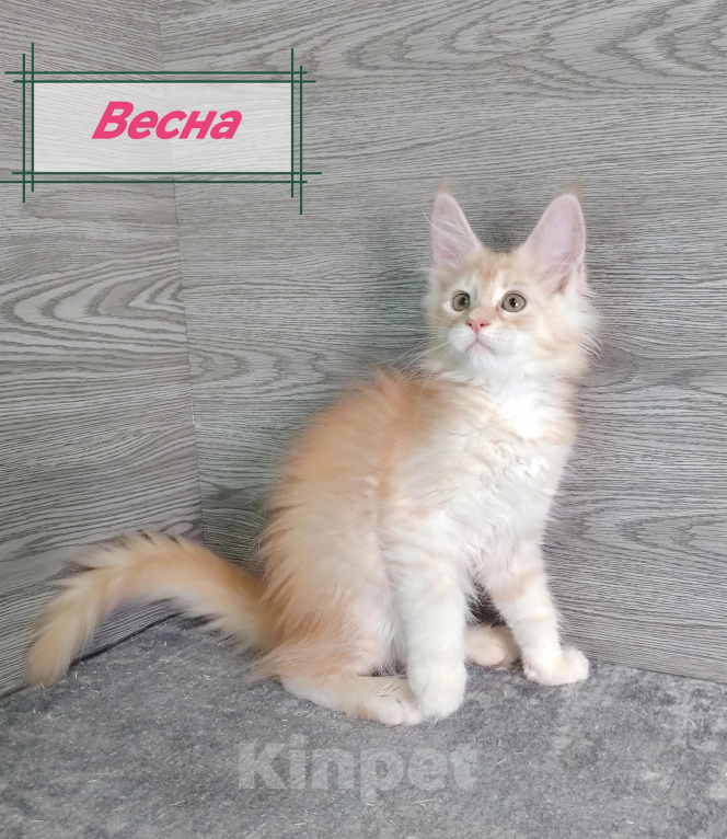 Кошки в Железногорске: Котята мейн кун Девочка, 50 000 руб. - фото 4