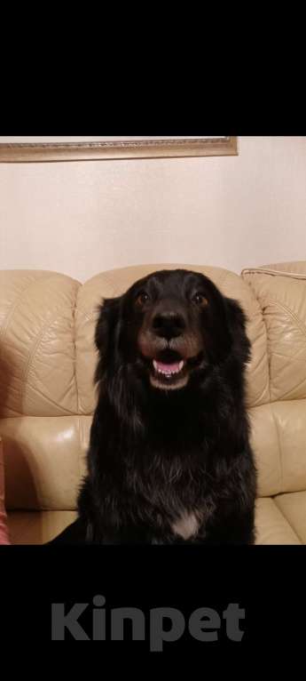 Собаки в Санкт-Петербурге: Отдам собачку бесплатно. Девочка, Бесплатно - фото 2