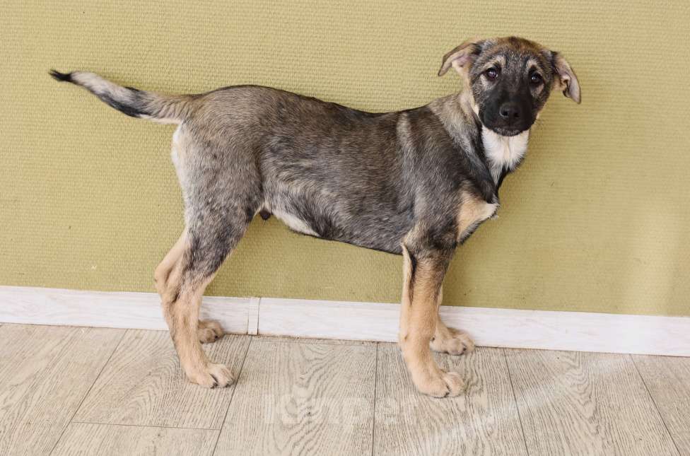 Собаки в Москве: Щенок в добрые руки бесплатно в Москве Мальчик, Бесплатно - фото 4