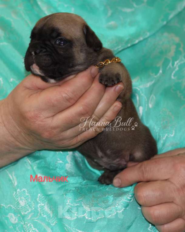 Собаки в Москве: Щенки французского бульдога от чемпионов Разнополые, 30 000 руб. - фото 5