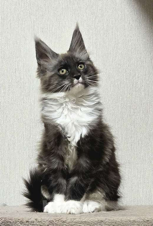 Кошки в Москве: Котята мейн-кун Девочка, 30 000 руб. - фото 3