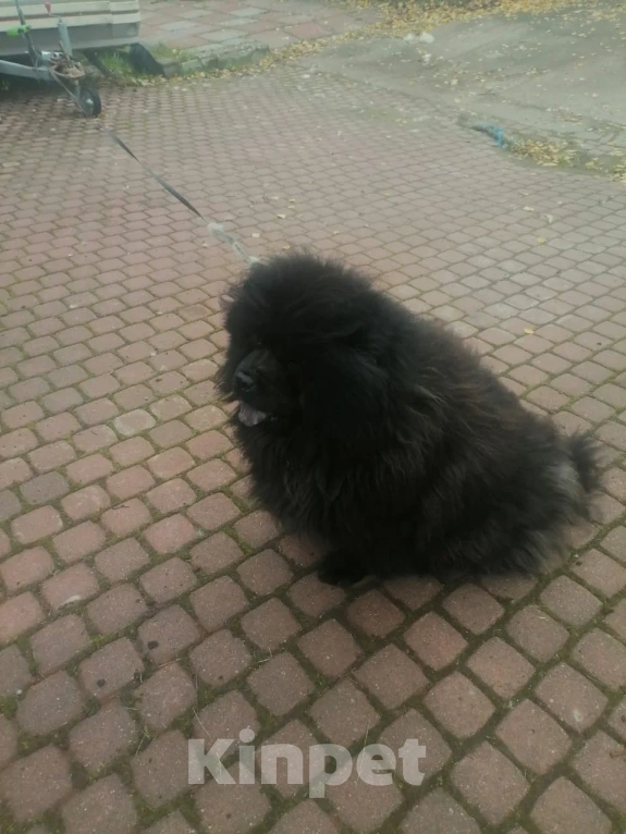 Собаки в Санкт-Петербурге: В добрые руки Девочка, Бесплатно - фото 4