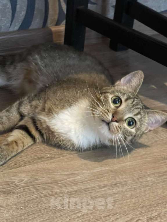 Кошки в Санкт-Петербурге: Нежная кошечка Тася Девочка, Бесплатно - фото 2