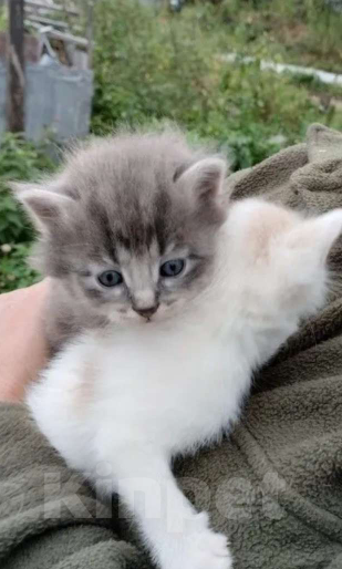 Кошки в Санкт-Петербурге: Монастырские котята Мальчик, Бесплатно - фото 3