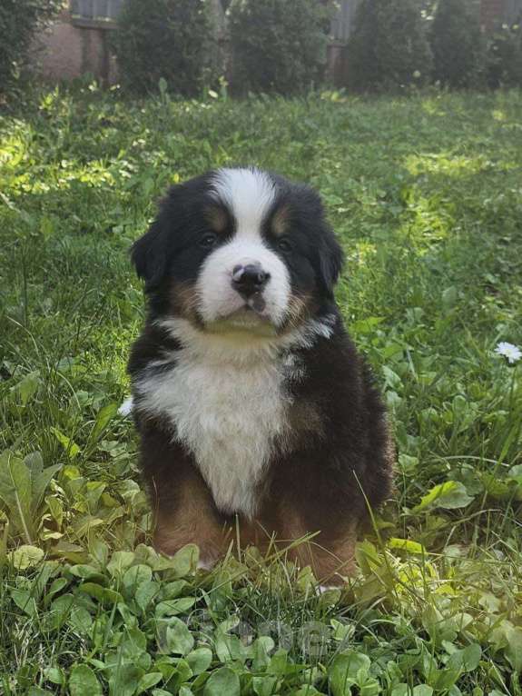 Собаки в других городах Московской области: Питомник "Зенненхунд России" предлагает щенков Мальчик, 180 000 руб. - фото 4