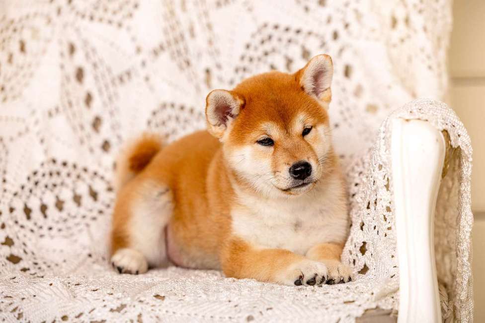 Собаки в Владимире: Щенок сиба ину Мальчик, Бесплатно - фото 3