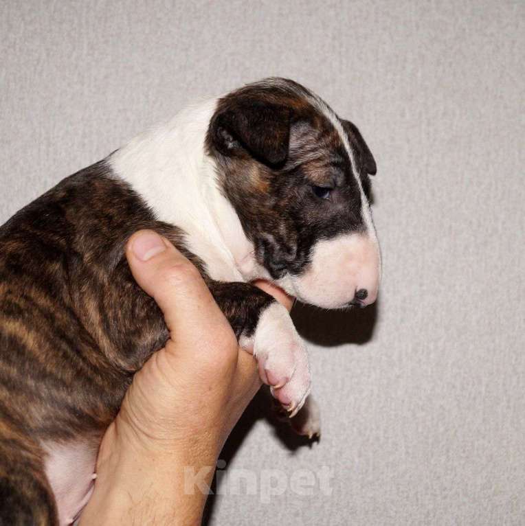 Собаки в других городах Краснодарского края: Щенки бультерьера  Девочка, Бесплатно - фото 3