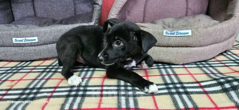 Собаки в Санкт-Петербурге: Три маленьких щеночка с короткими лапками Девочка, Бесплатно - фото 10