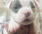 Собаки в Санкт-Петербурге: Американский булли Девочка, 180 000 руб. - фото 2