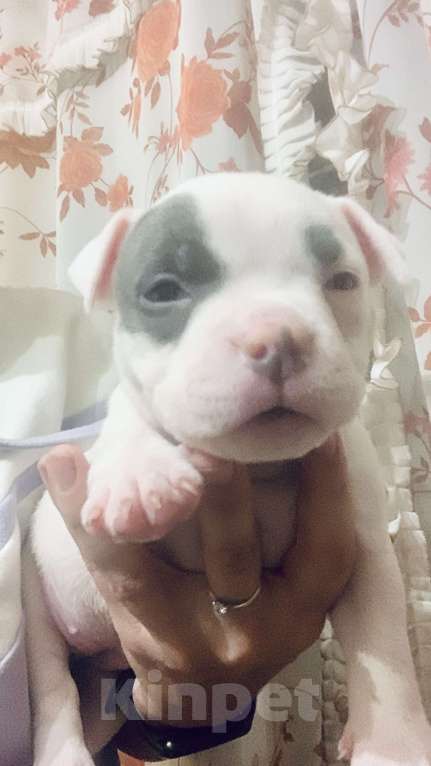 Собаки в Санкт-Петербурге: Американский булли Девочка, 180 000 руб. - фото 2