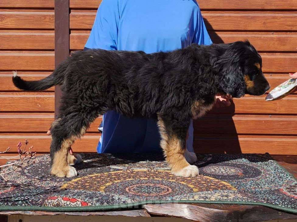 Собаки в Иркутске: Мальчик черный ошейник Мальчик, 60 000 руб. - фото 2