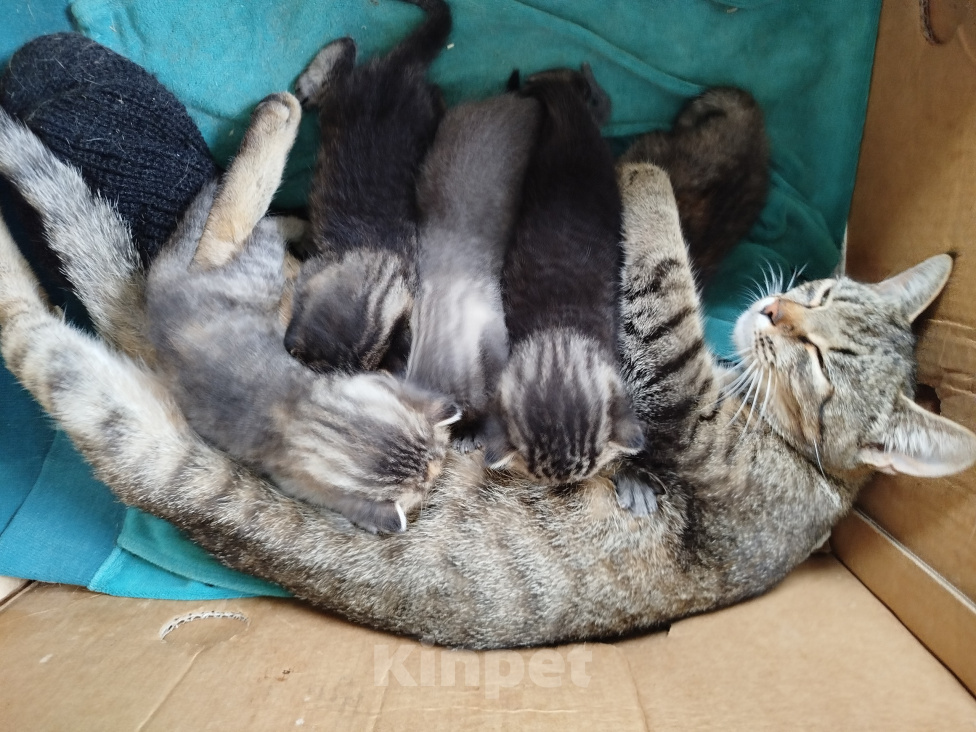 Кошки в других городах Московской области: Котёнок -крысолов Девочка, 3 000 руб. - фото 2