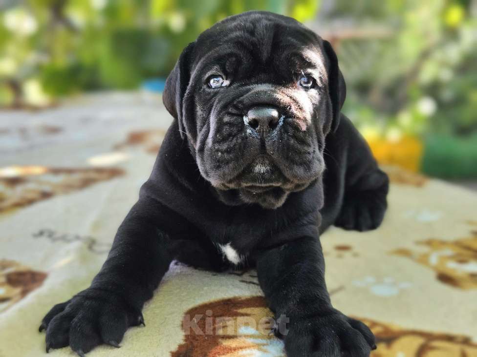 Собаки в Ростове-на-Дону: Мальчик чёрный  Мальчик, 80 000 руб. - фото 2