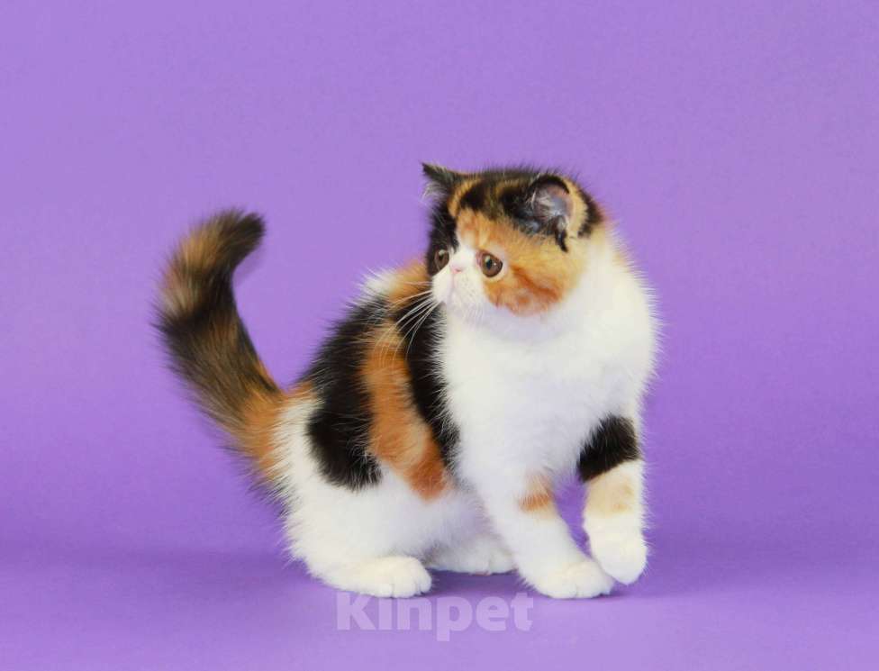 Кошки в Нижнем Новгороде: Красивая черепаховая кошечка экзот Девочка, 70 000 руб. - фото 1