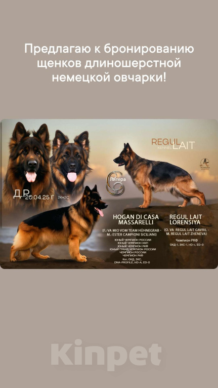 Собаки в Москве: Щенки длинношерстной немецкой овчарки Девочка, 85 000 руб. - фото 2