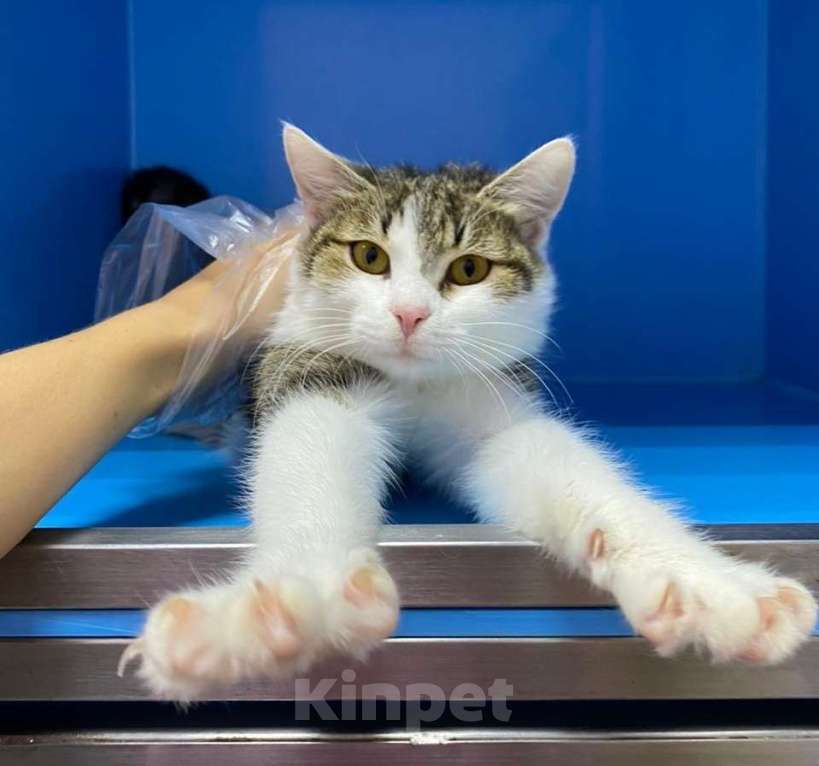 Кошки в Москве: Котенок на выпуск в подвал дома  Мальчик, Бесплатно - фото 4