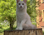 Кошки в Новосибирске: Котик мейн-кун Мальчик, Бесплатно - фото 2