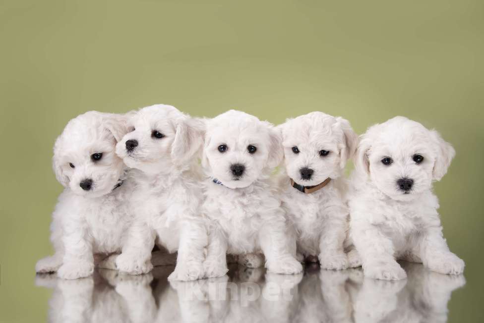 Собаки в других городах Московской области: Уникальные щенки Бишон Фризе-ваше личное Облачко! Мальчик, 60 000 руб. - фото 2