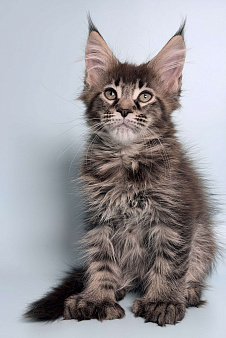 Очаровательная полидевочка