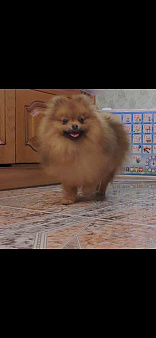 Померанский шпиц девочка