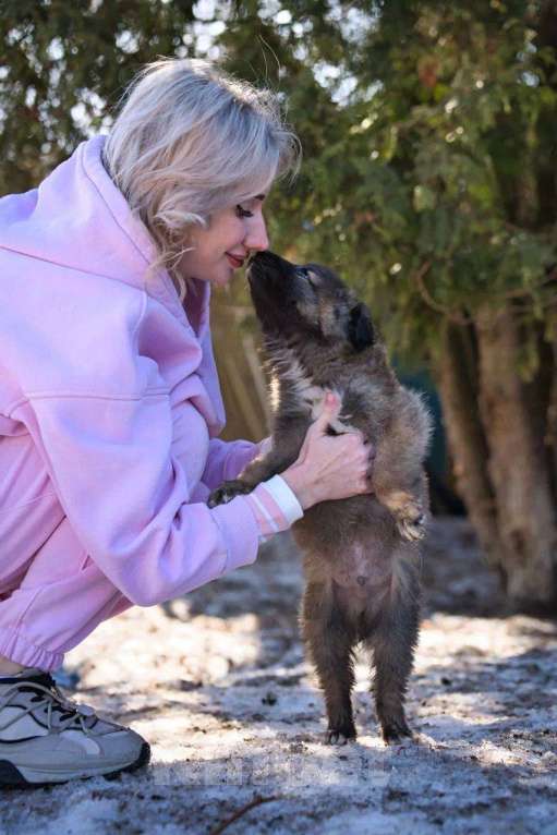 Собаки в Красногорске: Оттоне Мальчик, Бесплатно - фото 4