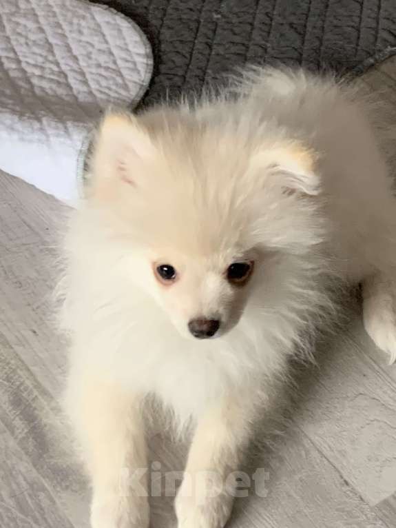 Собаки в Электрогорске: Задира Мальчик, 30 000 руб. - фото 2