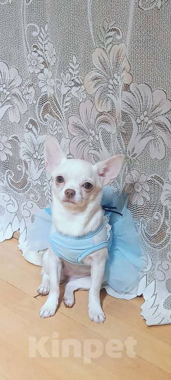 Собаки в Москве: Белоснежная прЫнцесса Девочка, 39 000 руб. - фото 2