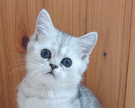 Кошки в Москве: Шотландский котик мраморного окраса Мальчик, 45 000 руб. - фото 1