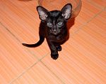 Кошки в Барнауле: ориентальные черные котята, 20 000 руб. - фото 2