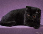 Кошки в Ливны: Котята экзоты, 25 000 руб. - фото 2