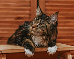 Кошки в Екатеринбурге: Котёнок Мейн-кун Девочка, 12 000 руб. - фото 4