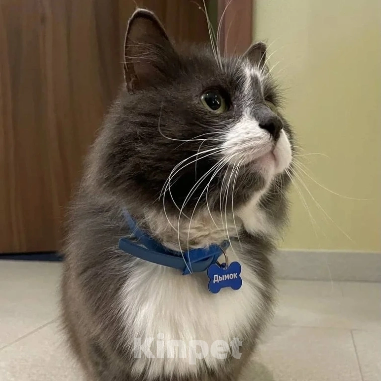 Кошки в Москве: Семья, заметьте, ну пожалуйста! Мальчик, Бесплатно - фото 5