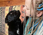 Собаки в Москве: Метис чихуахуа в добрые руки  Мальчик, 1 руб. - фото 5