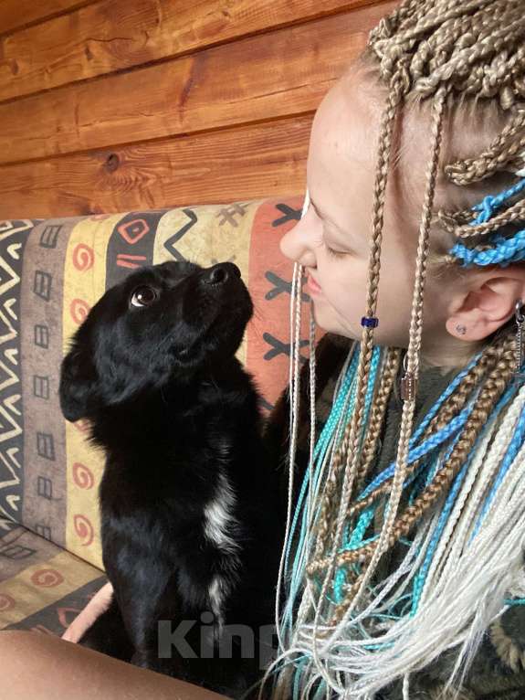 Собаки в Москве: Метис чихуахуа в добрые руки  Мальчик, 1 руб. - фото 5