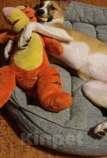 Собаки в Щелково: Балта якутенок в добрые руки Девочка, Бесплатно - фото 3