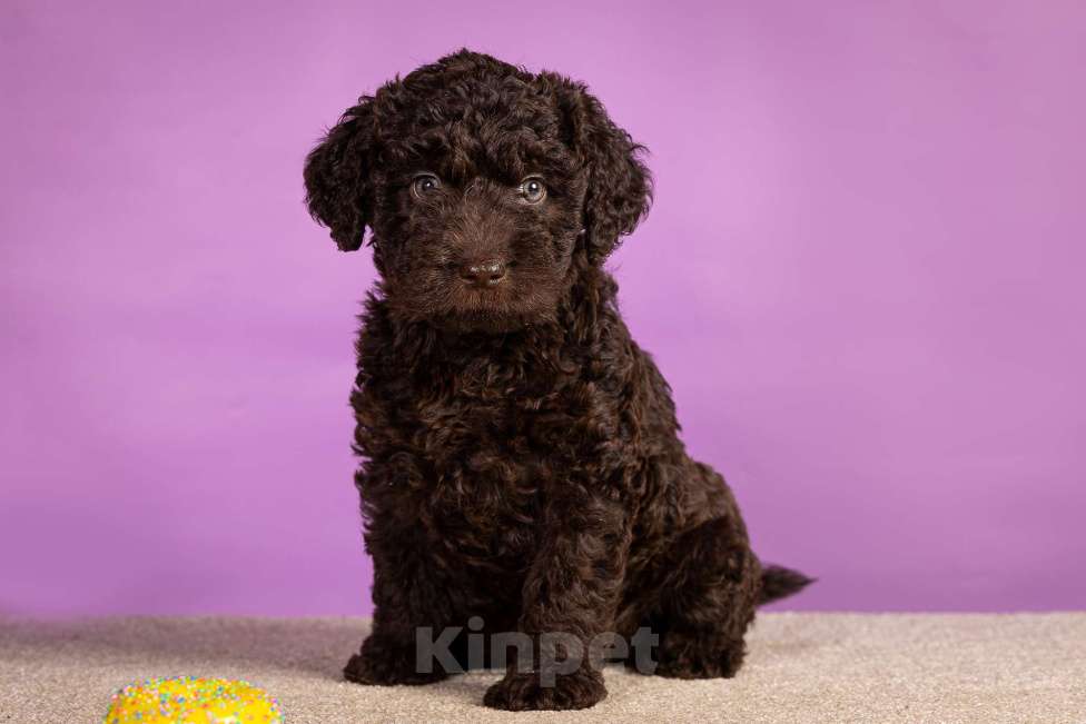 Собаки в Москве: ESMIRON Мальчик, 150 000 руб. - фото 6